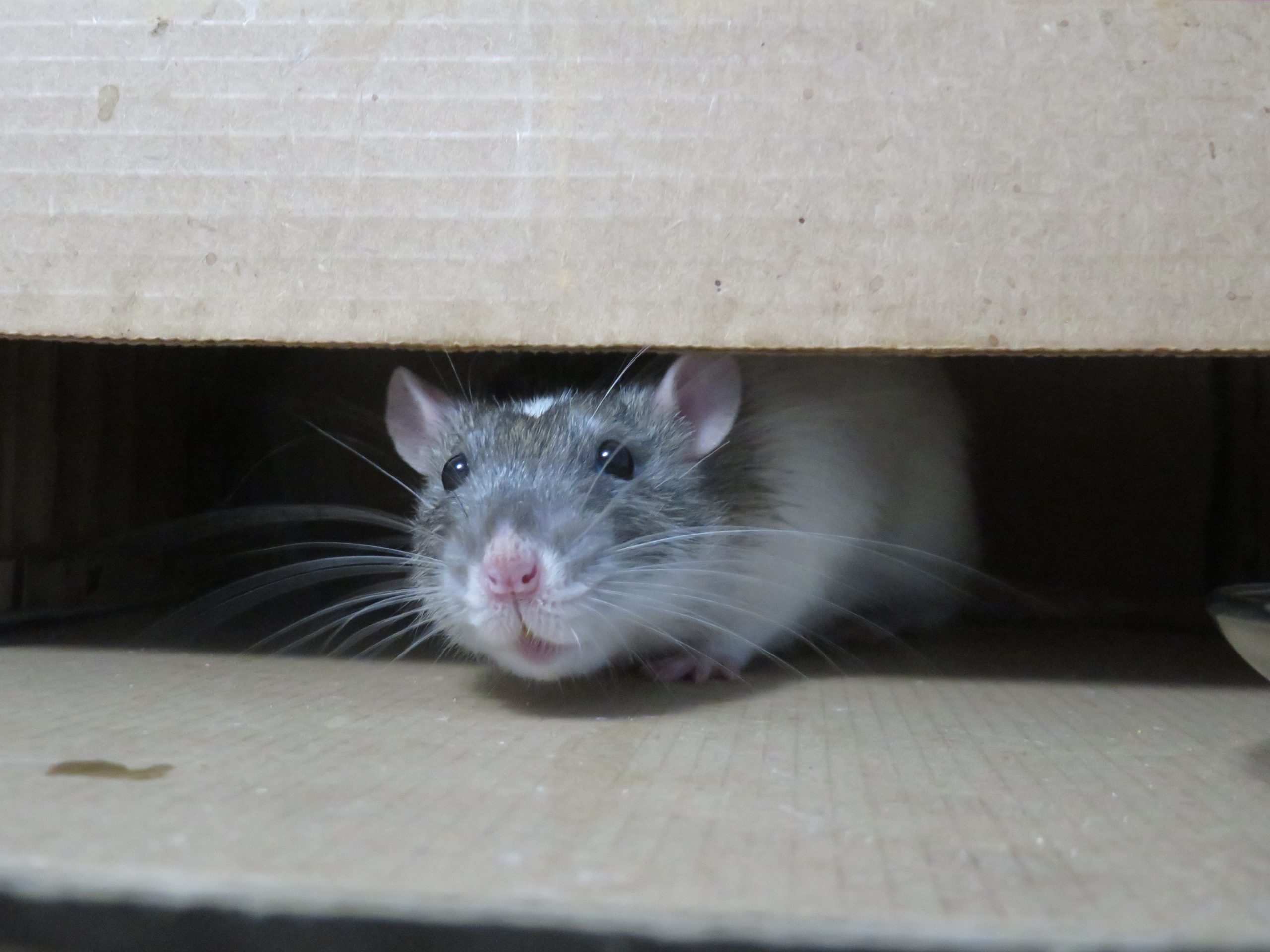 Co nesnáší potkani? 7 tipů