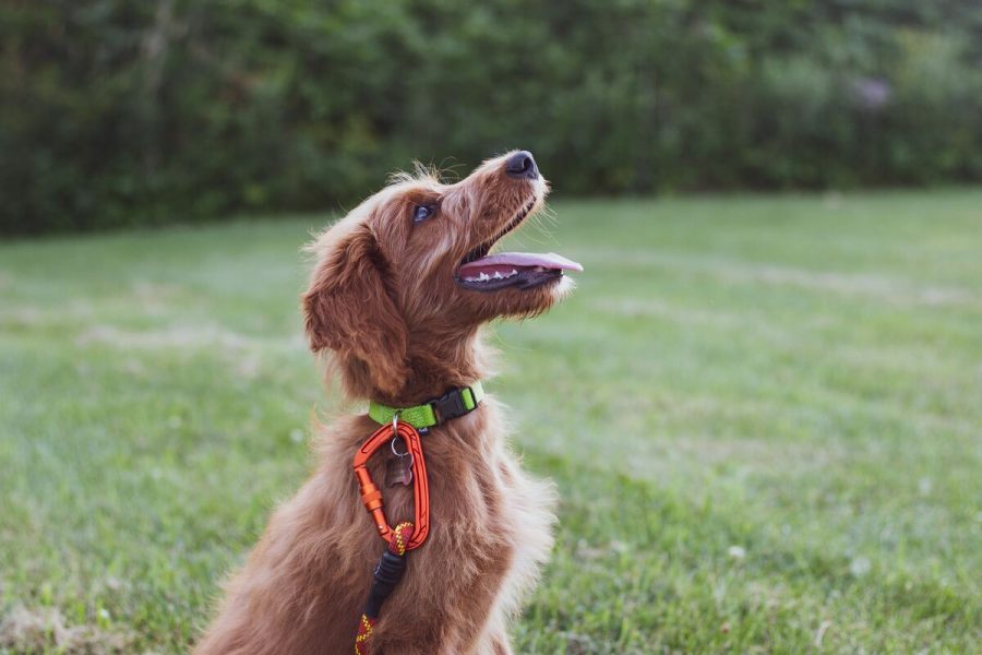 Píšťalka proti štěkání psů: Jak efektivně zklidnit vašeho čtyřnohého miláčka