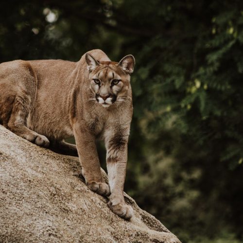 Puma černá zvíře cena – Co potřebujete vědět