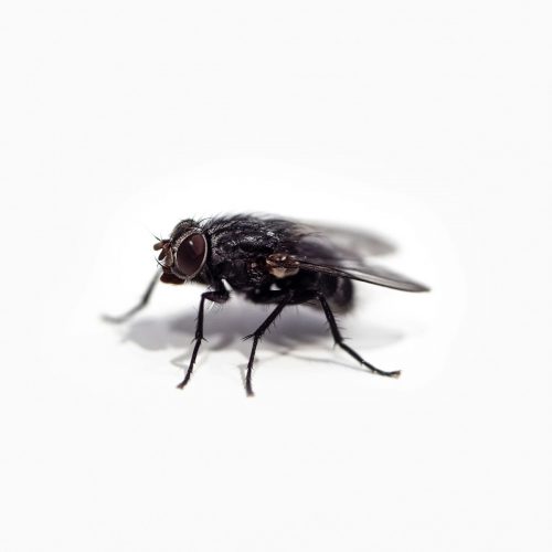 Proč mouchy koušou: Příčiny a prevence hmyzích kousnutí
