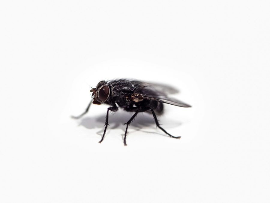 Proč mouchy koušou: Příčiny a prevence hmyzích kousnutí