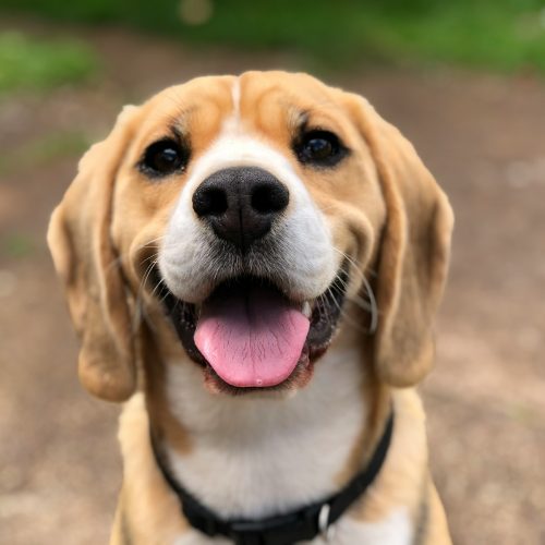 Jak daleko cítí pes hárající fenu: Vysvětlení zápachu a jeho vliv na psí chování