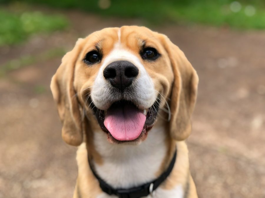 Jak daleko cítí pes hárající fenu: Vysvětlení zápachu a jeho vliv na psí chování