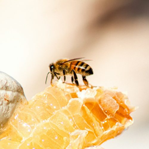 Med není jediný produkt od zkušených včelařů. Co ještě ochutnat?
