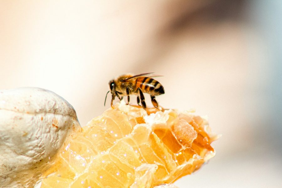 Med není jediný produkt od zkušených včelařů. Co ještě ochutnat?